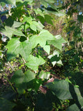 Organic Chaya Cuttings 10 Pack, Mexican Tree Spinach, Easy to Grow, Cnidoscolus aconitifolius