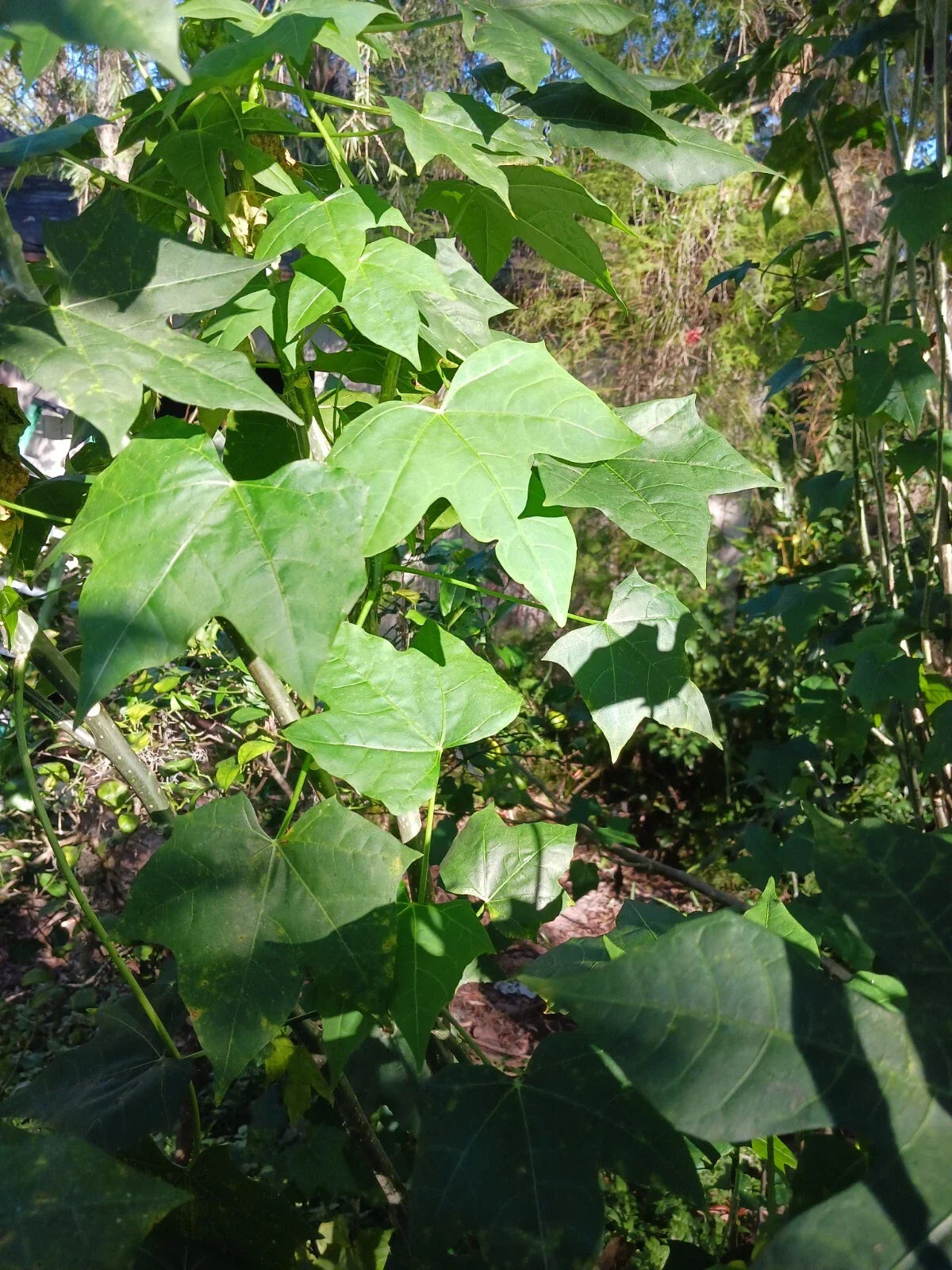 Organic Chaya Cuttings 10 Pack, Mexican Tree Spinach, Easy to Grow, Cnidoscolus aconitifolius