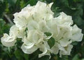 Bougainvillea Starter Plant - Keywest White - Well Rooted - Bougainvillea spp. - Ships Bare Root