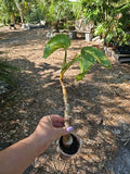 Giant Variegated Golden Pothos Plant - Climbing Hawaiian - Larger Trunk (Not Monstera) - Epipremnum aureum