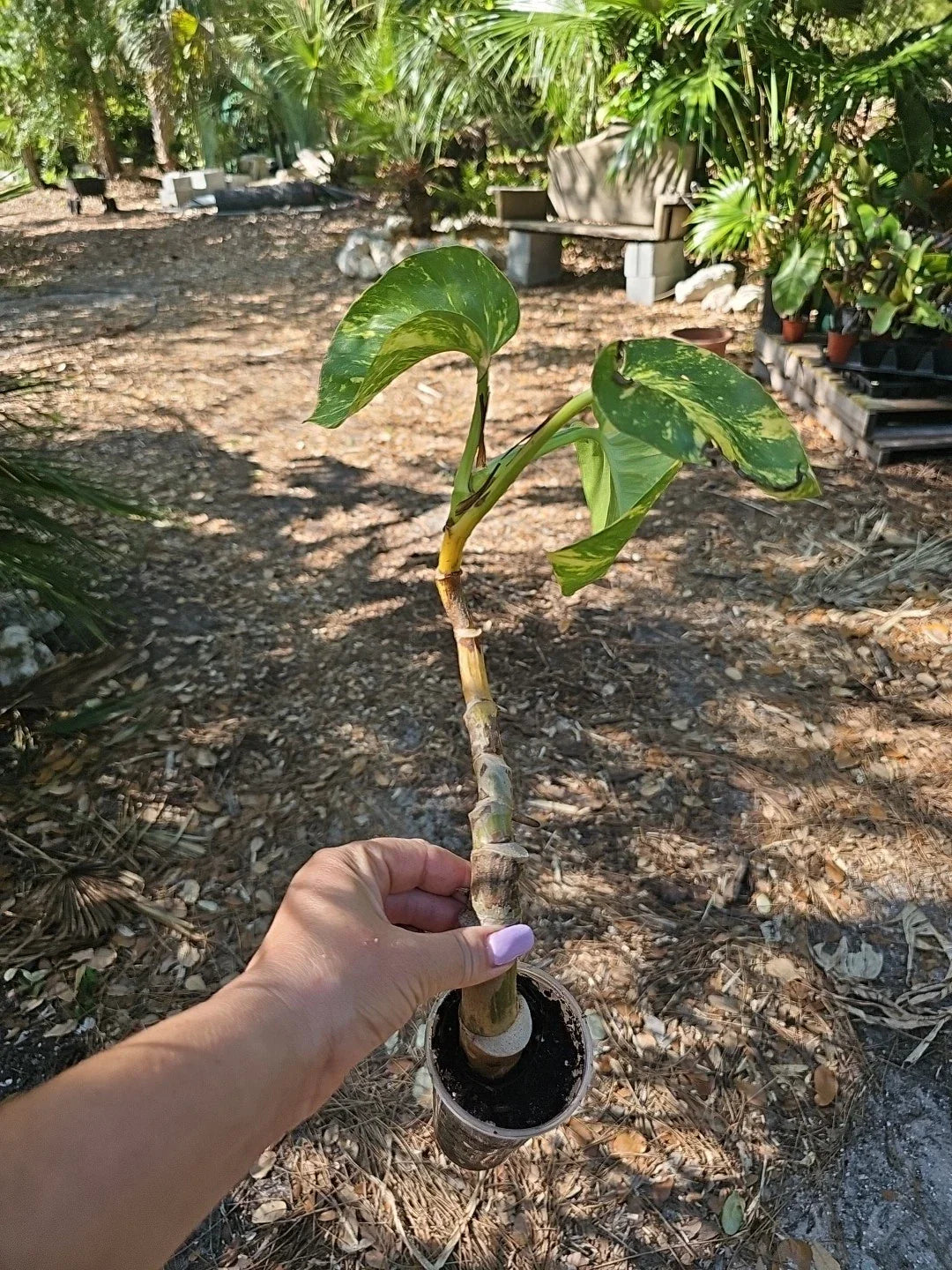 Giant Variegated Golden Pothos Plant - Climbing Hawaiian - Larger Trunk (Not Monstera) - Epipremnum aureum