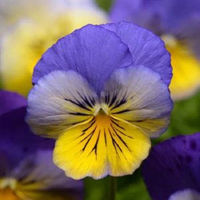 15 Pansy Seeds - Cool Wave Morpho Trailing Pansy - Viola x wittrockiana - Perfect for Hanging Baskets and Containers