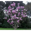 Purple Magnolia Seeds - 5 Pack - Fragrant Tulip Tree - Magnolia liliiflora - US Seller