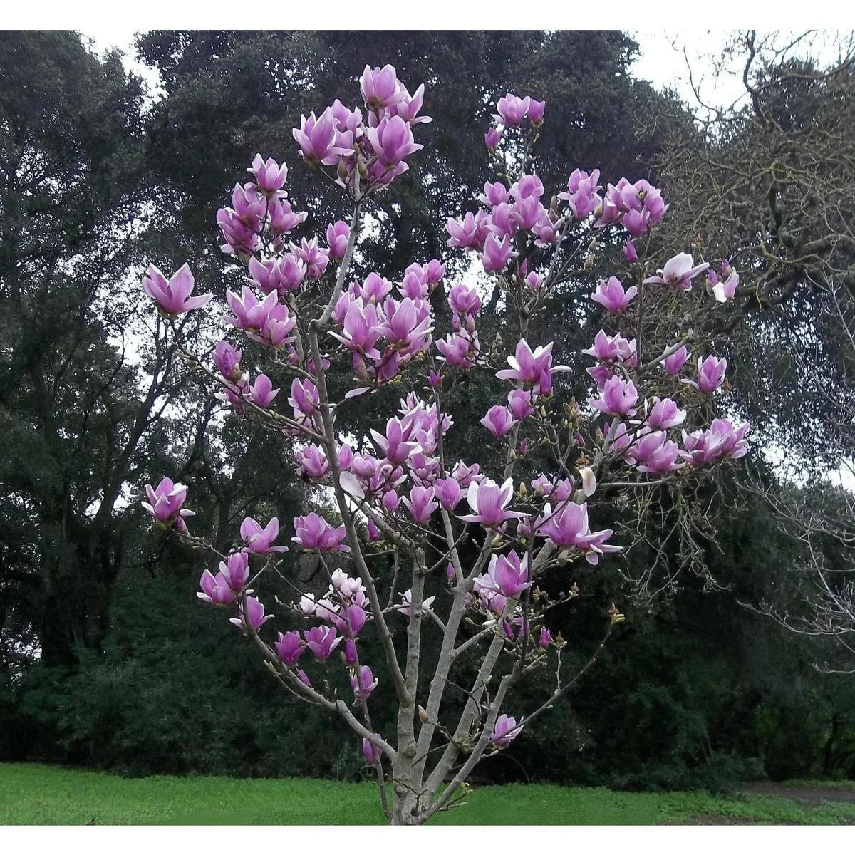 Purple Magnolia Seeds - 5 Pack - Fragrant Tulip Tree - Magnolia liliiflora - US Seller