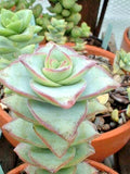 Succulent Plants - 2" Crassula Perforata String of Buttons - Live Rooted Plants