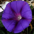 Star of Yelta Morning Glory Seeds - 50 Fresh Seeds - Ipomoea purpurea - Vibrant Climbing Flower Seeds for Garden Decor