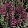 Liberty Lavender Snapdragon Seeds - 1000+ Premium Garden Seeds - Antirrhinum majus - USA Grown