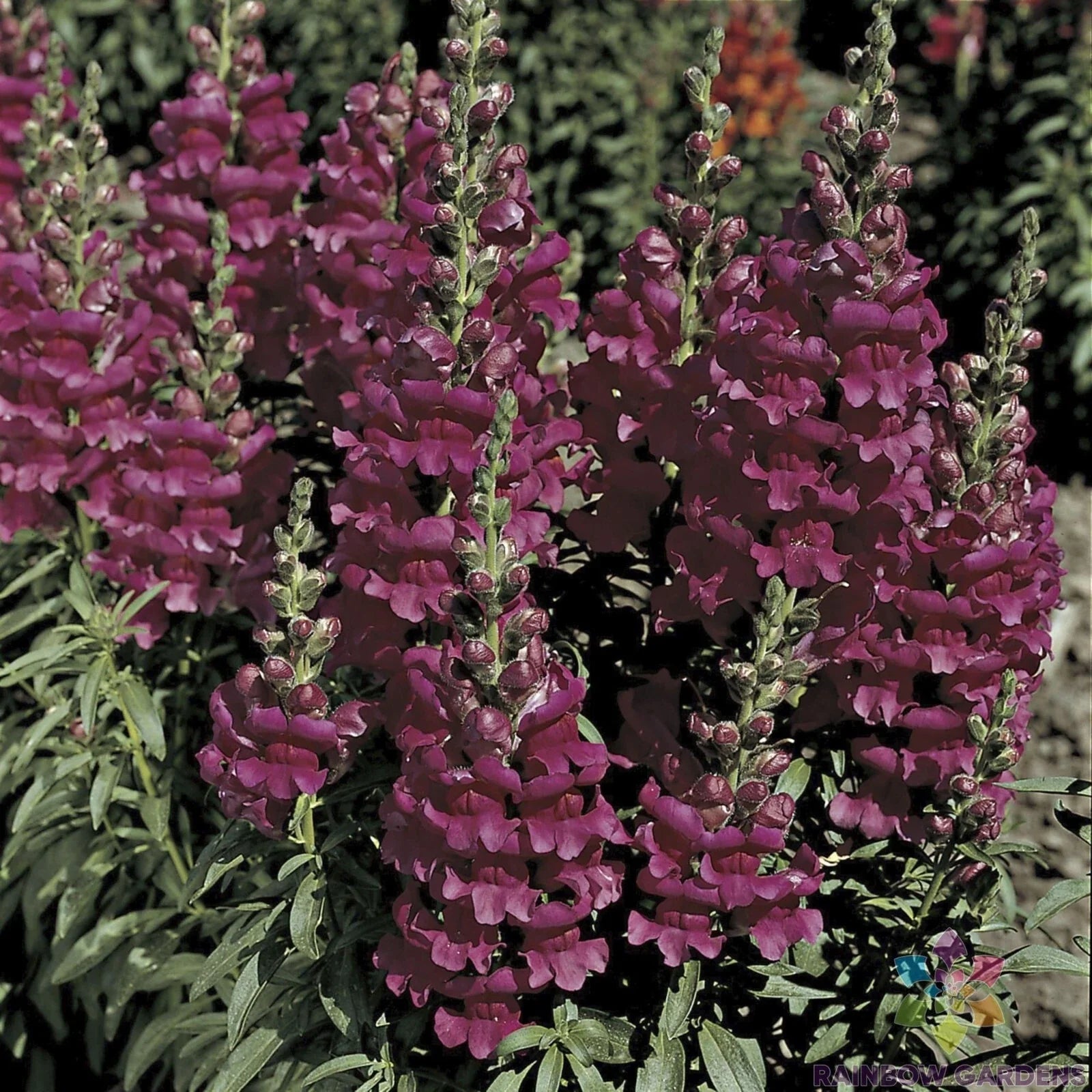 Liberty Lavender Snapdragon Seeds - 1000+ Premium Garden Seeds - Antirrhinum majus - USA Grown