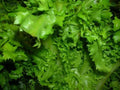 Endive Seed Pack - Salad King Variety - Fresh Edible Greens - Cichorium endivia