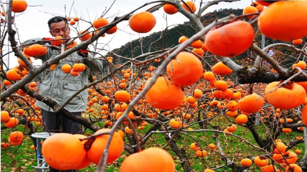 Japanese Persimmon Tree Seeds - 10 Seeds - Diospyros kaki - Edible Fruit Variety - Easy to Grow