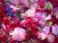 Sweet Pea Seeds - Royal Mix - Fragrant - 33 Seeds - Lathyrus odoratus - GroCo USA - Buy 15 Ships Free