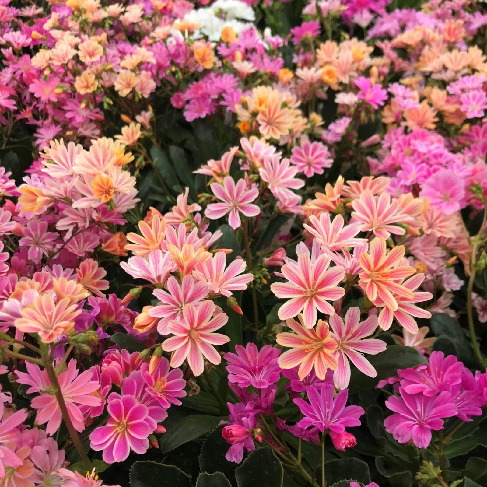 Hardy Succulent Lewisia ‘Rainbow Mix’ - Live Starter Plant - Colorful Perennial - Free Shipping