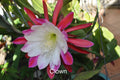 Epiphyllum Orchid Cactus Cuttings - 3 Rooted Cuttings in Pot, Clown Variety, New Growth - Perfect for Indoor Gardens