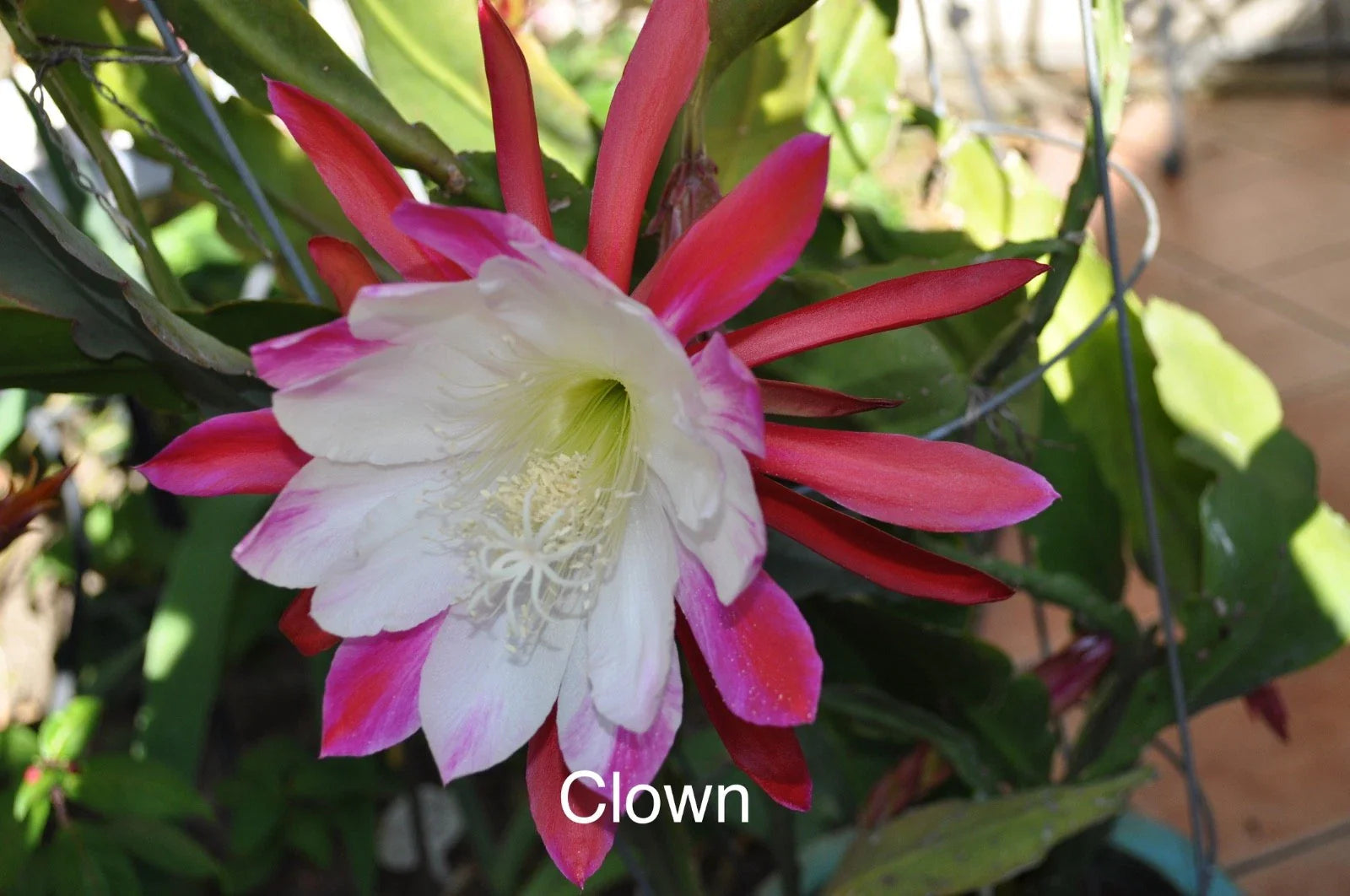 Epiphyllum Orchid Cactus Cuttings - 3 Rooted Cuttings in Pot, Clown Variety, New Growth - Perfect for Indoor Gardens