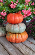 Stacker Pumpkin Seeds for Planting, 10 Seeds, Heirloom Variety, Cucurbita pepo