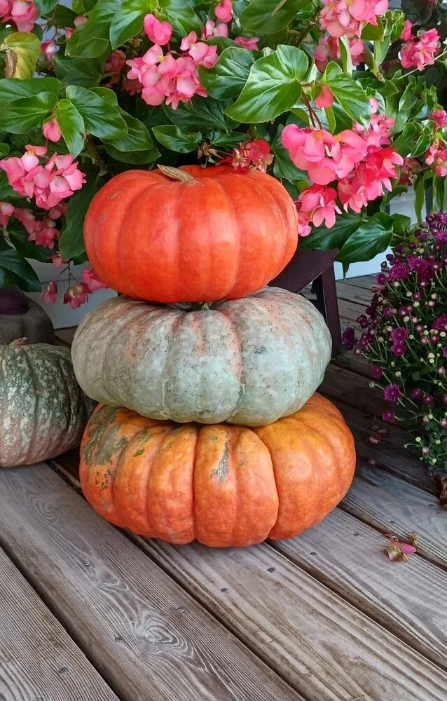 Stacker Pumpkin Seeds for Planting, 10 Seeds, Heirloom Variety, Cucurbita pepo