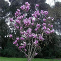 Saucer Magnolia Seedling 3" Flowering Tree Sapling - Magnolia soulangeana