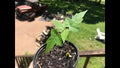 Silver Maple Starter Plant 6-12 Inches, Fast Growing Acer saccharinum, Live Tree for Garden or Landscaping