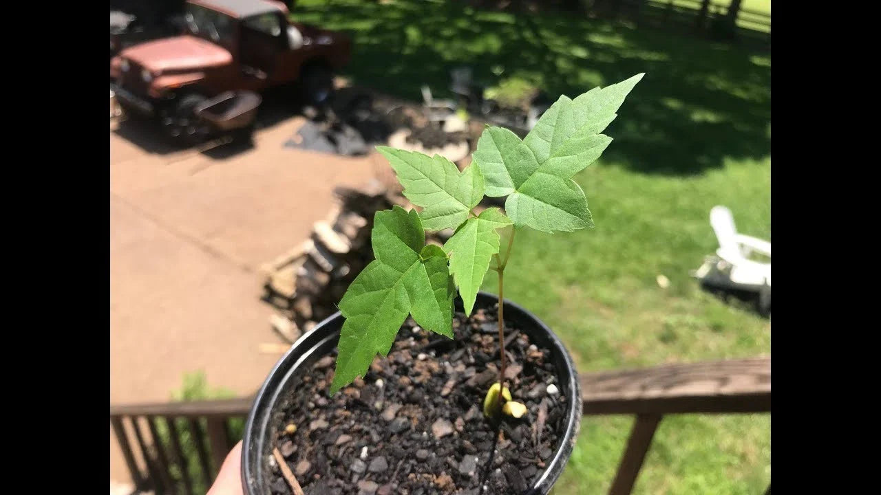 Silver Maple Starter Plant 6-12 Inches, Fast Growing Acer saccharinum, Live Tree for Garden or Landscaping