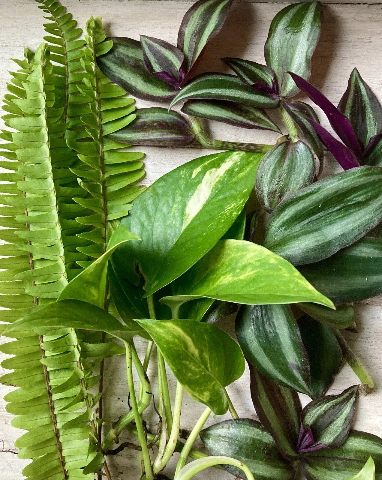 Rooted Cuttings - 15 Houseplants Variety - Indoor Plants for Home Decor - Mixed Selection
