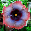 Pink Grey Purple Hibiscus Seeds - 20 Perennial Flower Seeds for Garden - Hibiscus rosa-sinensis