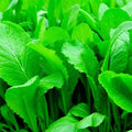 Florida Broadleaf Mustard Seeds | NON-GMO Heirloom Garden Seeds | Vegetable Seeds for Home Gardening | Brassica juncea