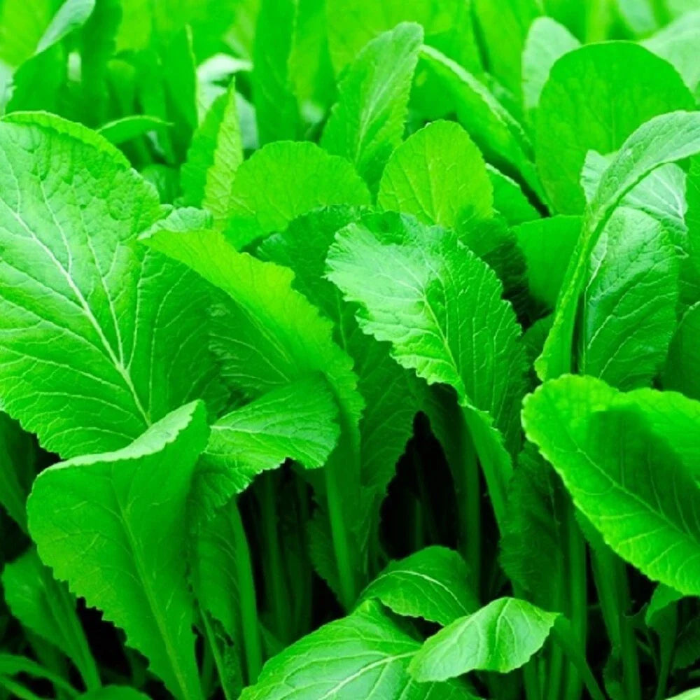 Florida Broadleaf Mustard Seeds | NON-GMO Heirloom Garden Seeds | Vegetable Seeds for Home Gardening | Brassica juncea