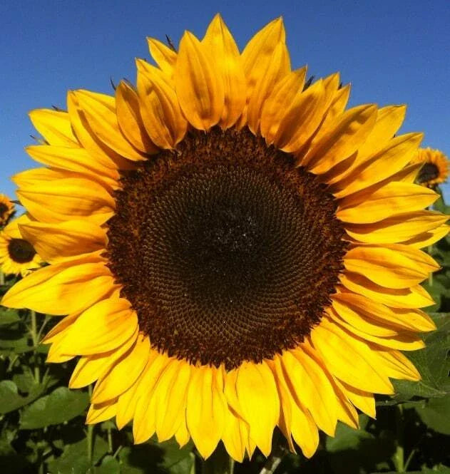 Sunflower Seeds - Pro Cut Orange Excel - Fresh Seed - Helianthus annuus