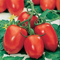 Roma Tomato Seeds - 10+ Heirloom Organic NON-GMO - Solanum lycopersicum