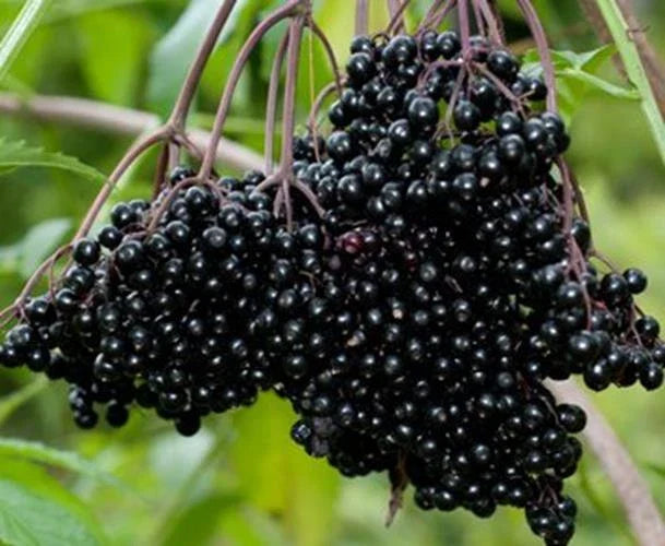 Fresh Elderberry Cuttings (12) Black Bearing, Sambucus, Fruit for Future Harvests