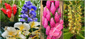 Hawaiian Tropical Ginger Plant Roots 5 pk - Red, Blue, White, Yellow, Pink - Zingiber zerumbet