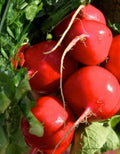 Crimson Giant Radish Seeds - 2,000 Big Round Red Seeds - Raphanus sativus