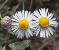 Plains Lazy Daisy Seeds, 100+ Heirloom Organic Doze-Daisy, USA Grown, Flower Seeds - Leucanthemum vulgare