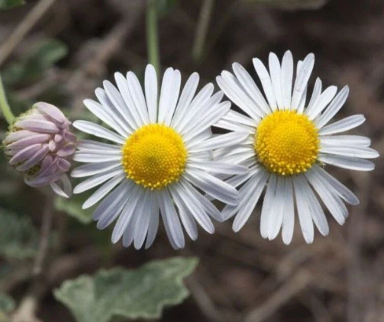Plains Lazy Daisy Seeds, 100+ Heirloom Organic Doze-Daisy, USA Grown, Flower Seeds - Leucanthemum vulgare