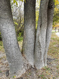 Green Ash Tree Seeds - 150 Seeds - Fraxinus Pennsylvanica Lanceolata - Native Tree Seeds for Planting