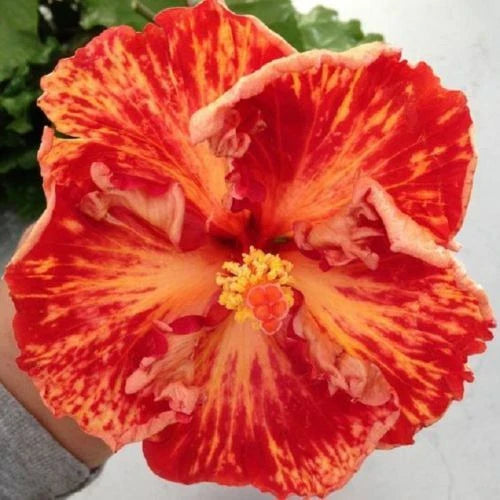 Red Orange Hibiscus Seeds - 20 Perennial Flower Seeds - Hibiscus rosa-sinensis