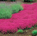Red Creeping Thyme Seeds - 500 Non-GMO Groundcover - Thymus serpyllum - Ideal for Gardens and Landscaping