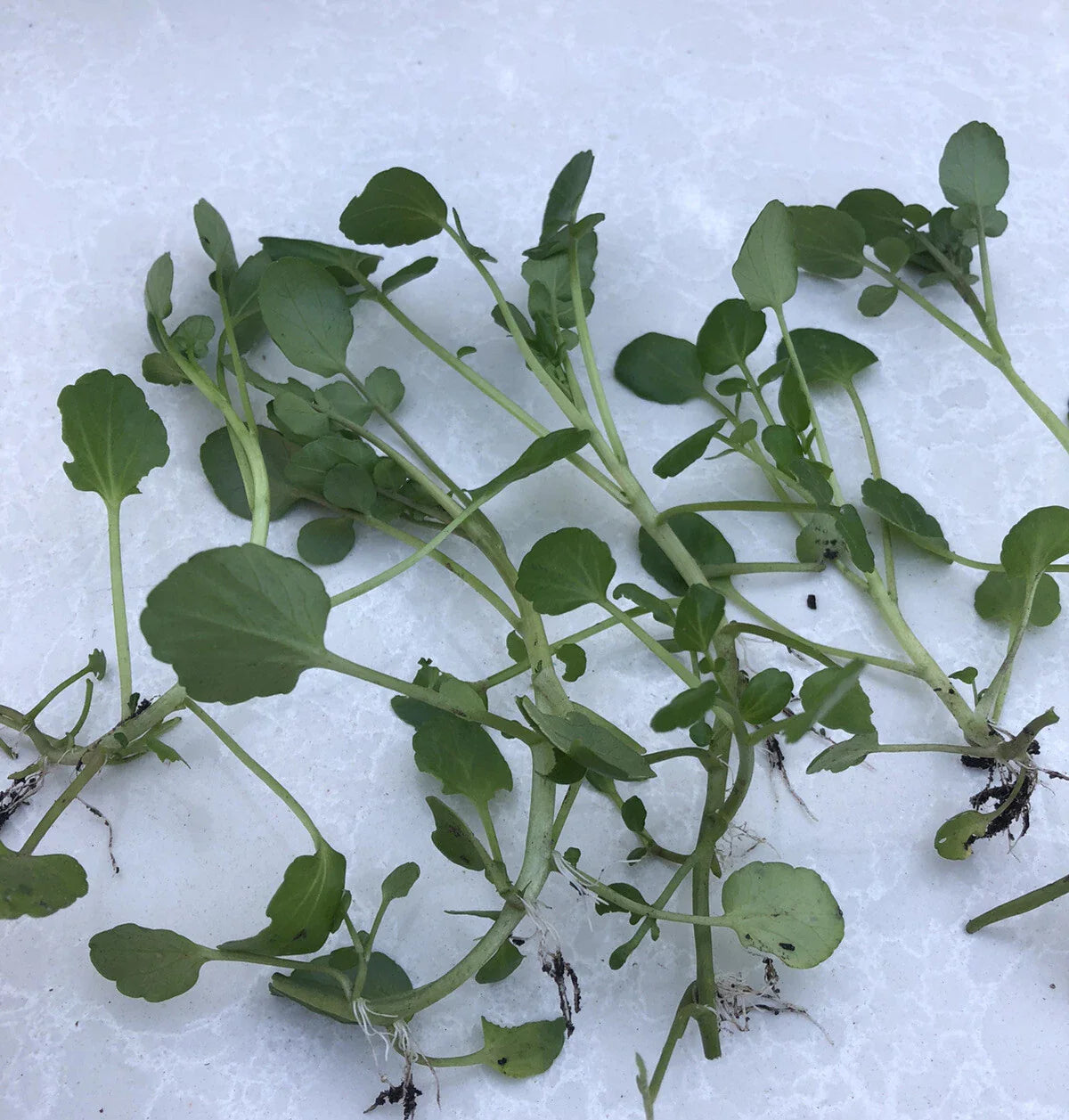 Fresh Watercress Plants with Roots - Live Vegetables for Gardening (Nasturtium officinale)