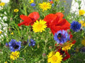 Wildflower Seed Mix 6 oz for Colorful Borders & Gardens - Various Species