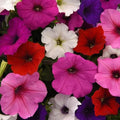 Petunia Seeds 10 Pelleted Easy Wave Mix Flowers (Petunia × hybrida)