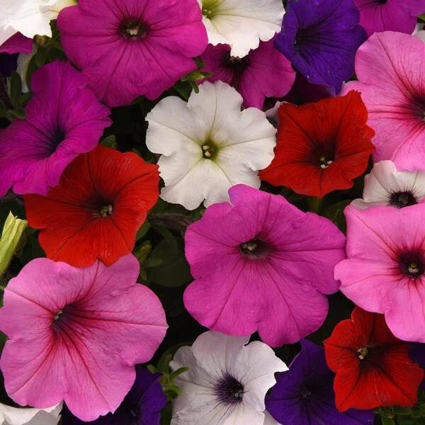 Petunia Seeds 10 Pelleted Easy Wave Mix Flowers (Petunia × hybrida)