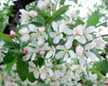 Harvest Gold Crabapple Seeds - 25+ Pack - Malus coronaria - Ideal for Garden Planting - USA Grown, Free Shipping