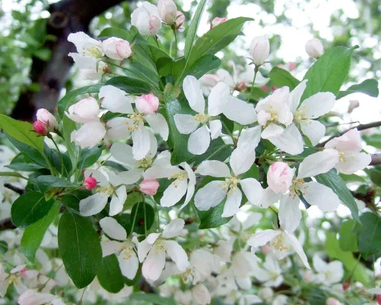 Harvest Gold Crabapple Seeds - 25+ Pack - Malus coronaria - Ideal for Garden Planting - USA Grown, Free Shipping