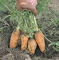 Heirloom Carrot Seeds, Danvers Half Long, Non-GMO, 1000+ Seeds, Daucus carota