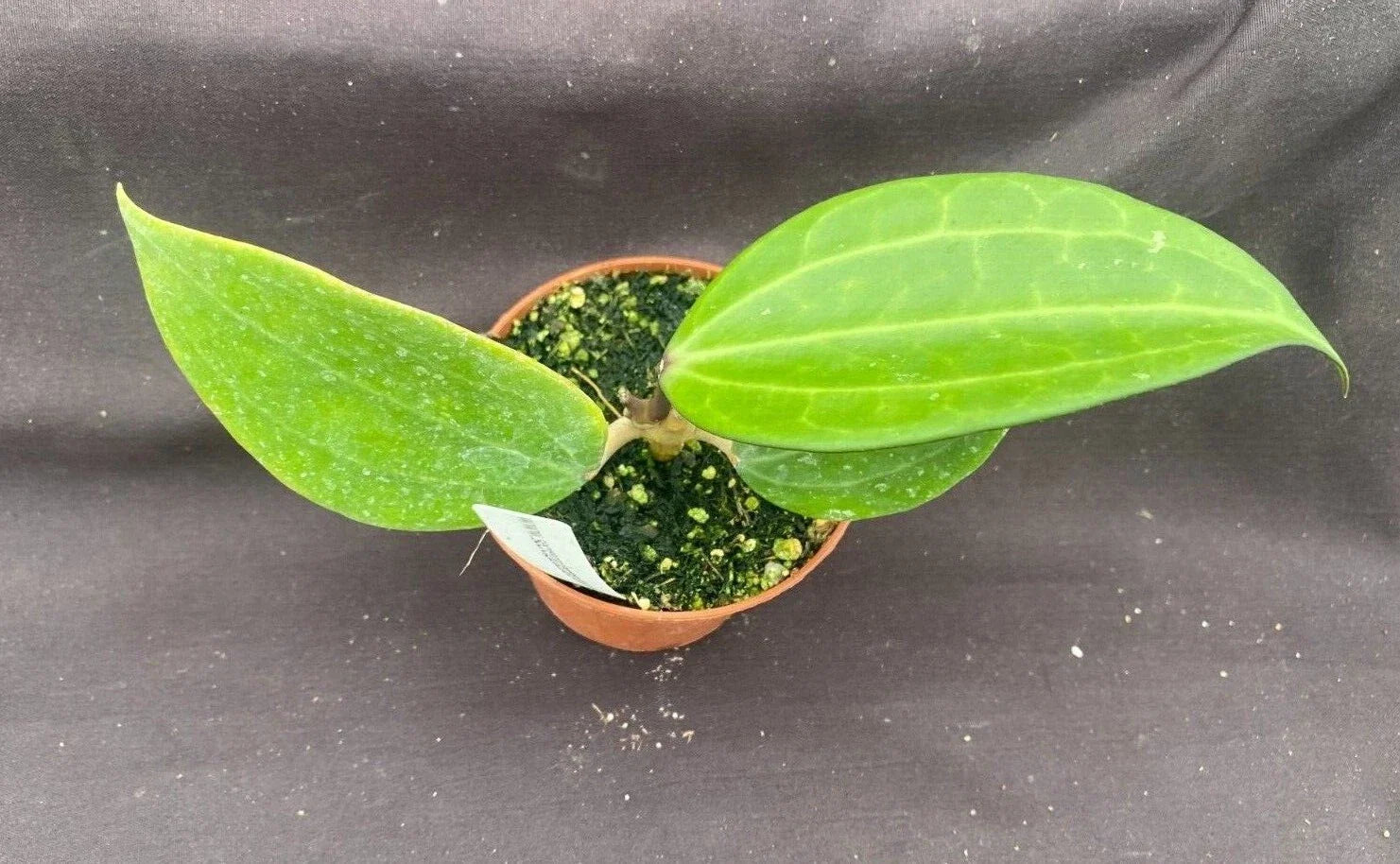 Rare Hoya polystachya Rooted Plant 2.5" Pot