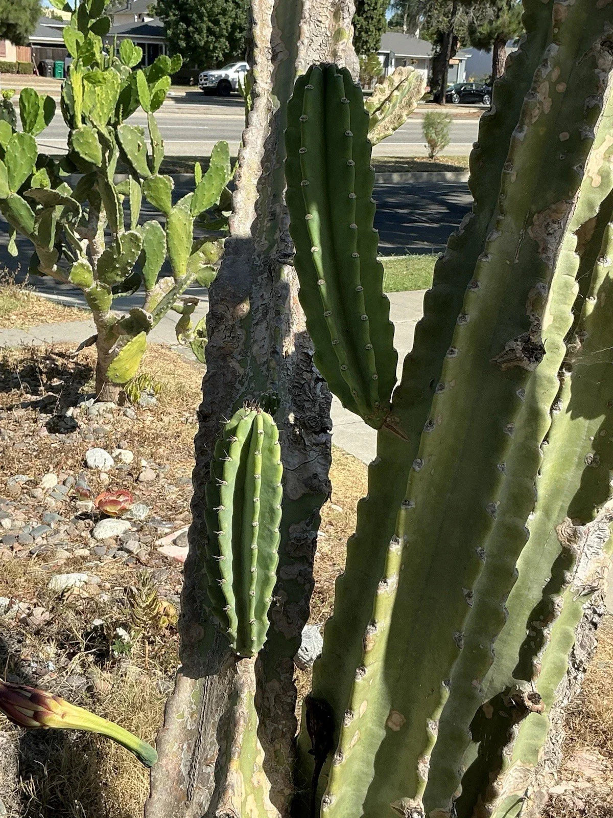 Peruvian Apple Cactus Cuttings Lot of 2, 14" & 11" Tall, No Roots, Cereus peruvianus