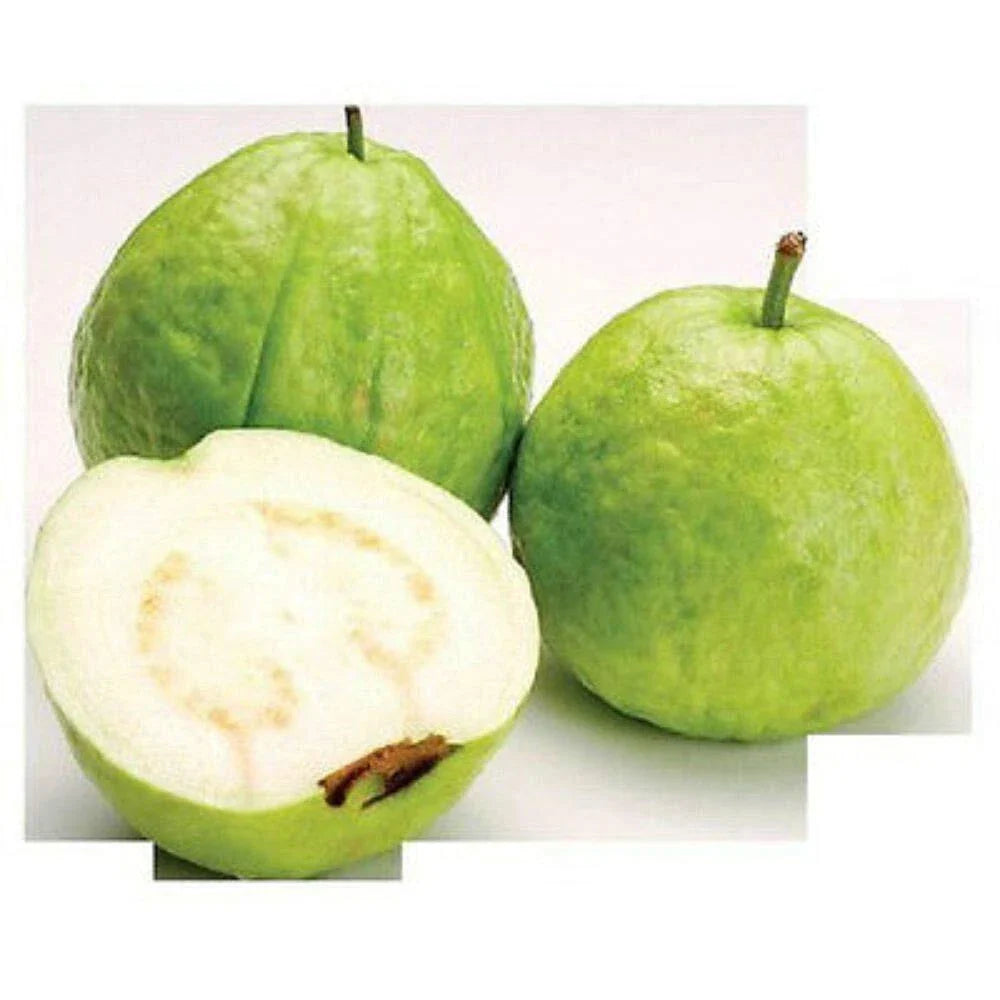 Guava Seeds 15 Count White Tropical Fruit Psidium Guajava Edible Guayaba Plant
