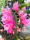 Rare Orchid Cactus Live Plant & Fresh Cutting, German Empress Epiphyllum, Rooted Variety, Unique Houseplant