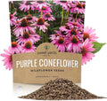 Purple Coneflower Seeds - Extra Large Packet - Echinacea purpurea - Over 1 Ounce Pouch for Garden Planting