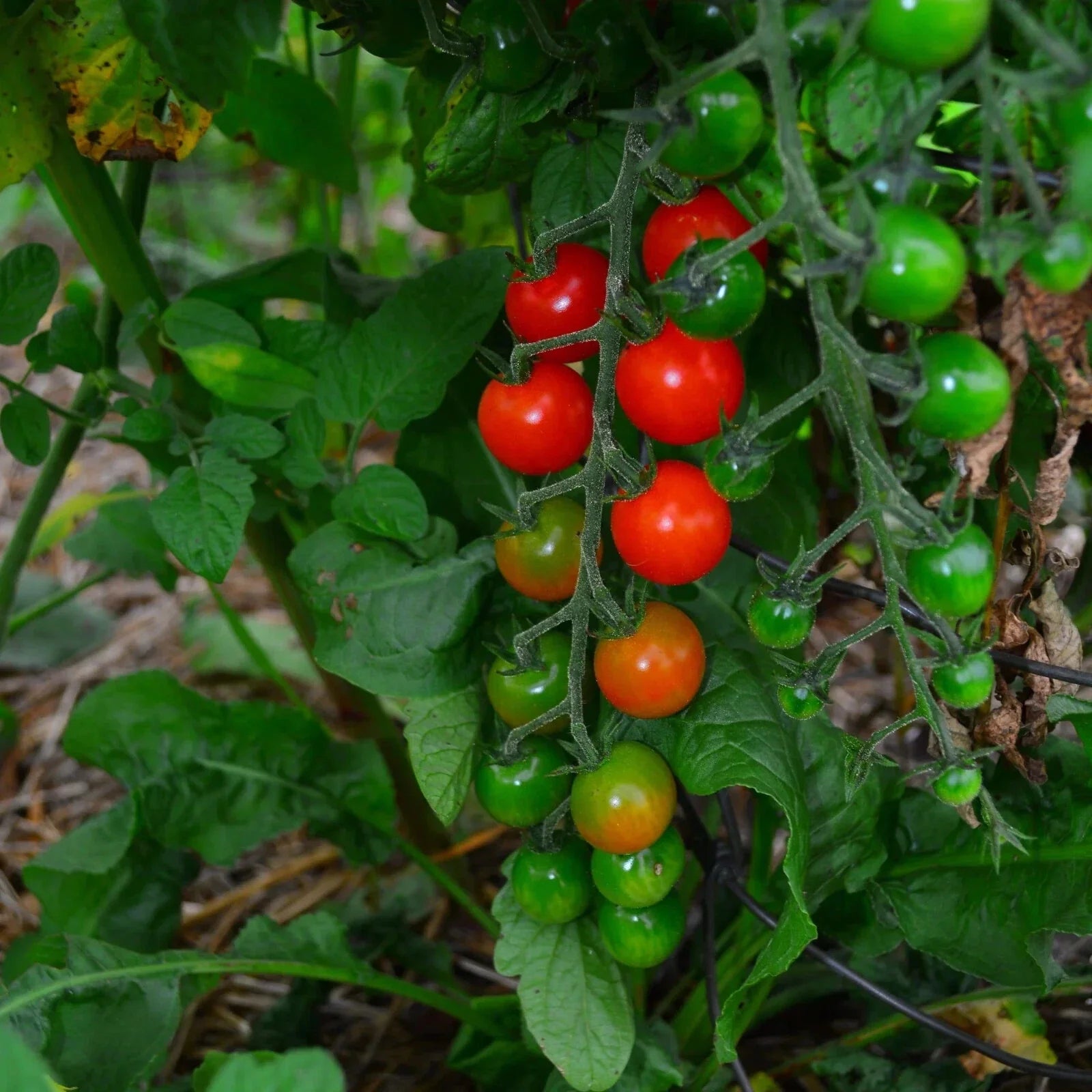 Sweetie Cherry Tomato Seeds - Super Sweet, NON-GMO, Heirloom Variety - Solanum lycopersicum